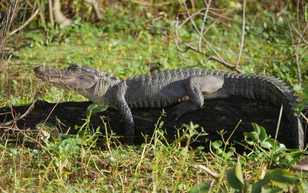 Alligator auf einem Rüssel — Stockfoto