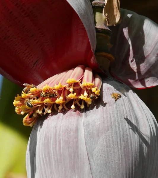 Abelhas Mamando Das Flores Uma Flor Banana — Fotografia de Stock