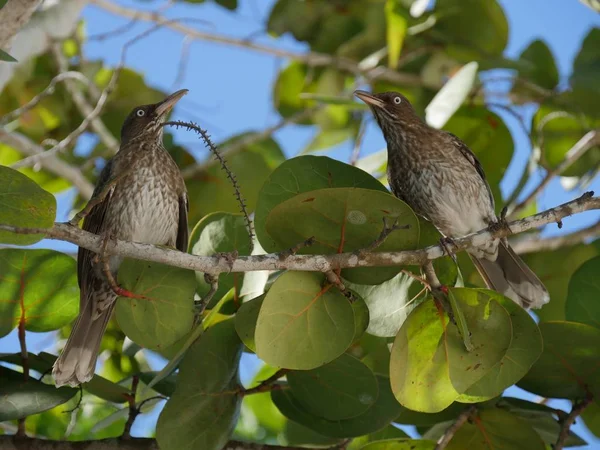 Dois pássaros em uma árvore — Fotografia de Stock