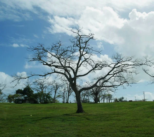 Uma Árvore Esperando Para Crescer Folhas Novamente Depois Que Foi — Fotografia de Stock