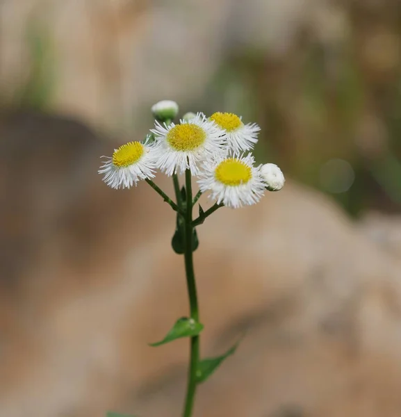 Yol Kenarında Tarafından Küçük Sonsuz Çiçekler — Stok fotoğraf