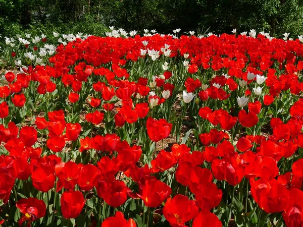 Красные и белые тюльпаны в цвету — стоковое фото