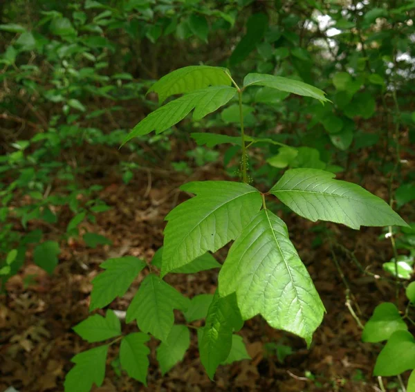 Poison ivy verspreid in de bosbodem — Stockfoto