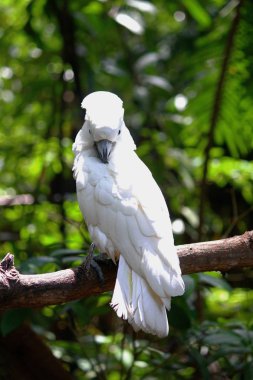 Sırtını kaşıma bir bacak üzerinde tünemiş şemsiye Kakadu