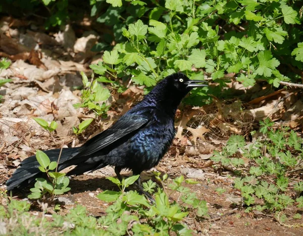 Schwarze Krähe im Gebüsch — Stockfoto