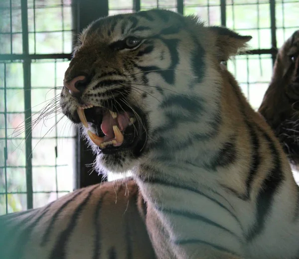 Крупный План Бенгальского Тигра Клетке Открытым Ртом Клыками — стоковое фото
