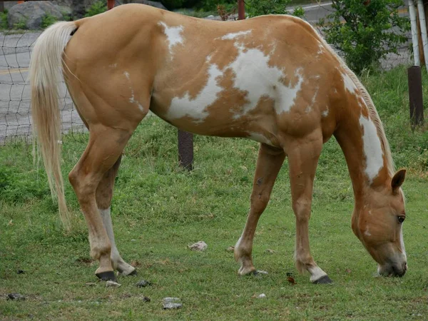 Side view of a horse standing with head on right direction, eating grass