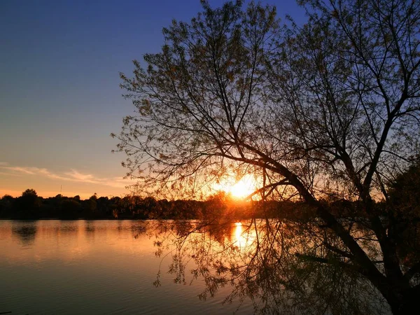 A tóra-fa sziluettje naplemente csíkok — Stock Fotó