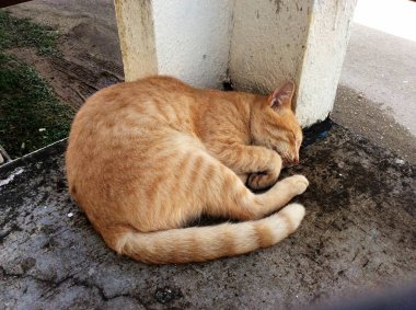 Turuncu bir kedi ile uzun kuyruk kirli bir kat bir çimento ayağı yanında uyku