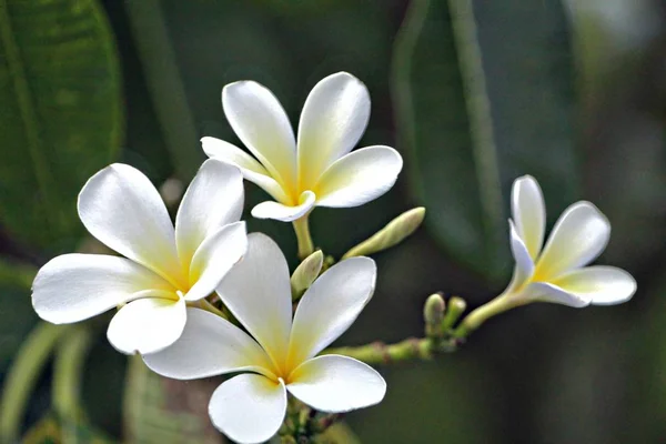 Yellow Plumeriaplumeria Flor Estado Saipan Cnmi — Fotografia de Stock