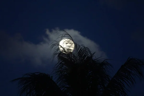 夜満月上昇ココナッツの葉の後ろに隠れて — ストック写真