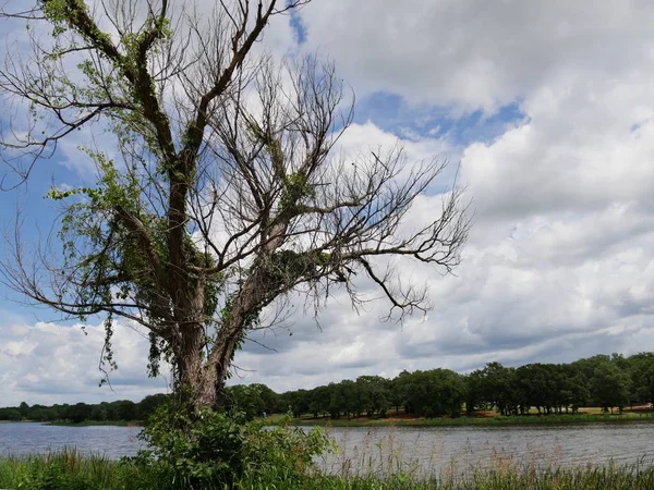 Uma Árvore Solitária Que Destaca Lado Lago Guthrie Perto Beira — Fotografia de Stock