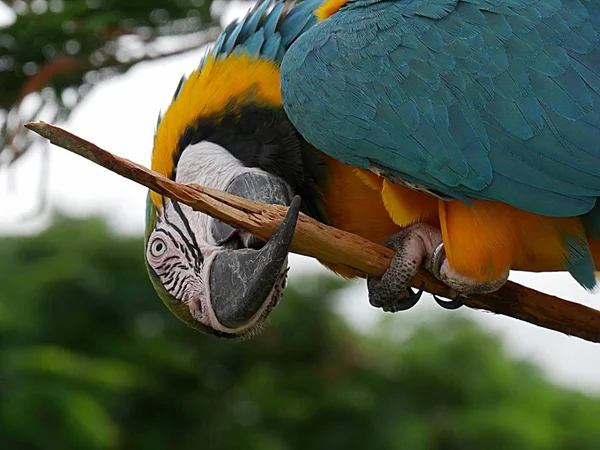 Perroquet Coloré Assis Mais Avec Bec Mordant Une Branche Arbre — Photo