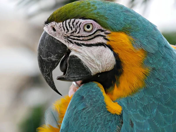 Close up of a parrots face and head, side view