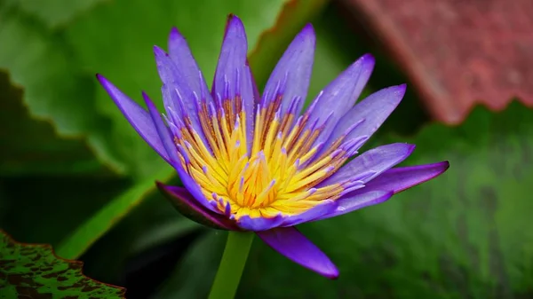 Top View Shot Purple Yellow Water Lily Full Bloom Green — Stock Photo, Image