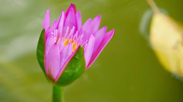 Butterfly Perches Blooming Tulip Bulb Sipping Nectar — Stock Photo, Image