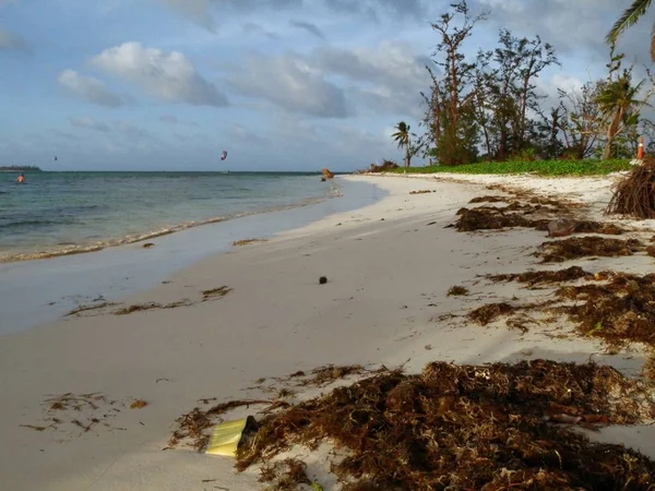 Escombros Algas Dispersan Por Las Arenas Blancas Micro Beach Después — Foto de Stock