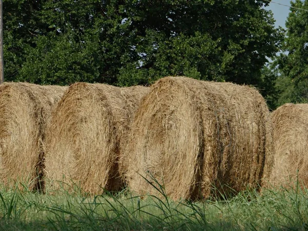 Closer view of hay rolls lined up in a grassy field