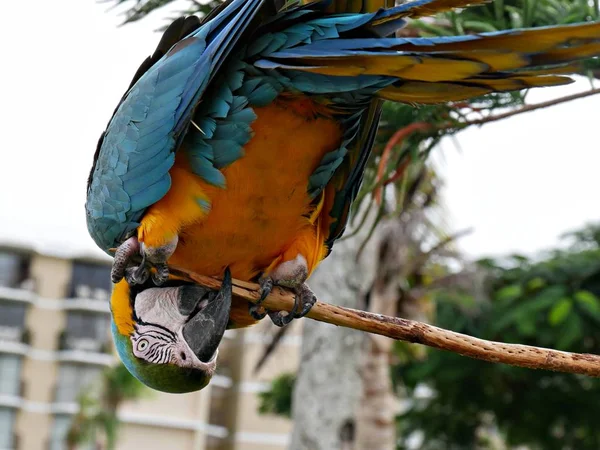 Papoušek vzhůru nohama — Stock fotografie