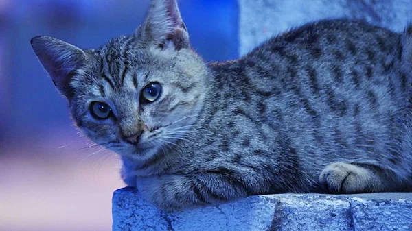 Side view of a gray cat sitting in alert position in a concrete block, with a bluish background