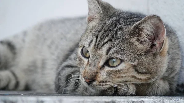 Primer Plano Cabeza Precioso Gato Gris Acostado Con Cabeza Inclinada —  Fotos de Stock