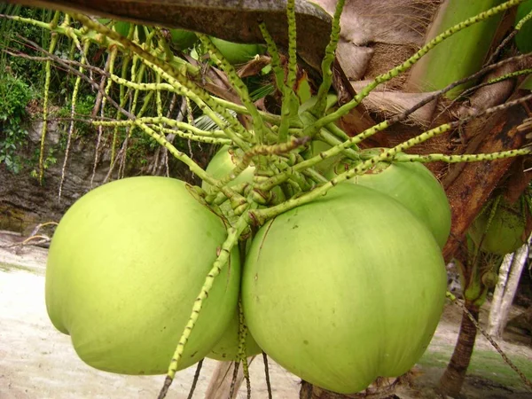 A bunch of fresh green coconuts hanging from a low coconut tree