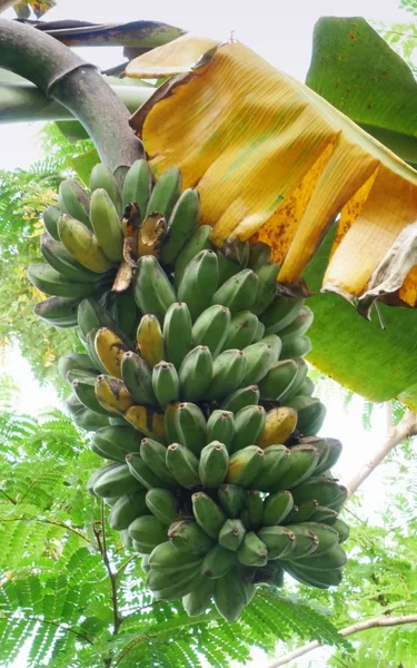 Bündel Grüner Und Gelber Bananen Hängen Der Bananenpflanze Mit Gelben — Stockfoto