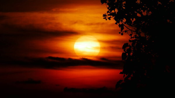 A very big sunset in a fiery red horizon, with leaves silhouetted in the foreground