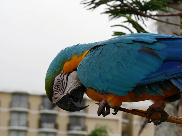 Vue Latérale Perroquet Coloré Tient Une Branche Arbre — Photo