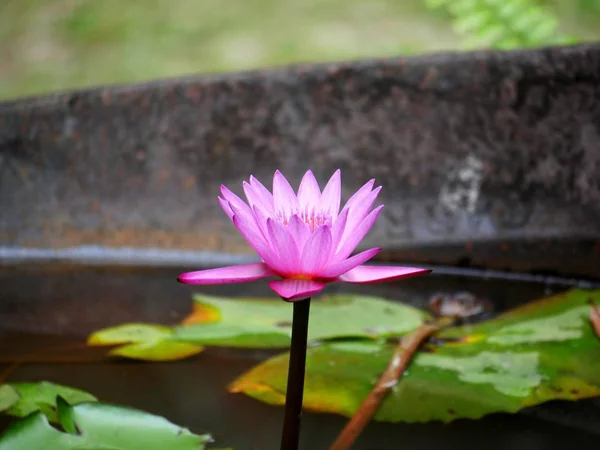 Single Water Lily Full Bloom Pond Background Blurred Leaves — Stock Photo, Image