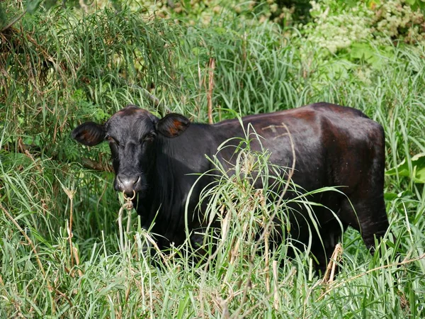 Чорна Корова Випасує Високих Кущах Ферми — стокове фото