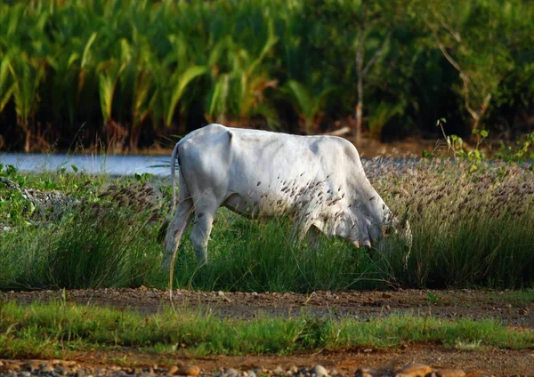 Біла Корова Обличчям Частково Захована Під Час Їжі Трави Біля — стокове фото