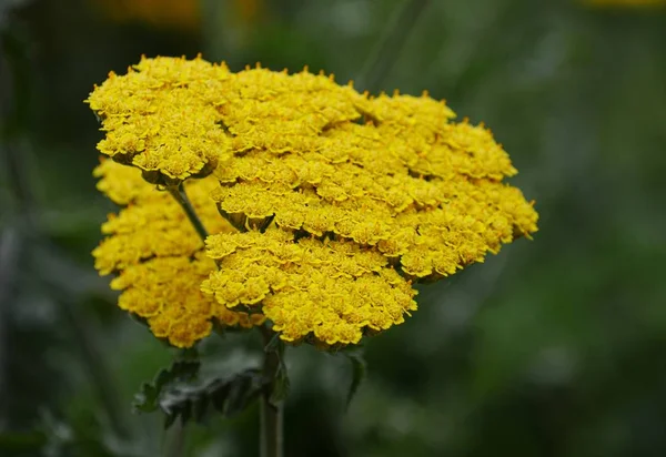 Achillea "Yarrow" cachos amarelos — Fotografia de Stock