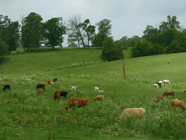 Vue Panoramique Pâturage Avec Pâturage Des Vaches — Photo
