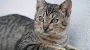 Bir yerde arayan korkmuş bir yüzle bir gri kedi yakın çekim