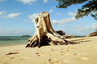 Ölü bir ağaç büyük bir güdük mikro plaj Garapan, Saipan yumuşak beyaz kumlu iyileştirme yaptı 