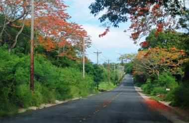 Blooming flame trees decorate the roads in Saipan usually from February to July each year. clipart