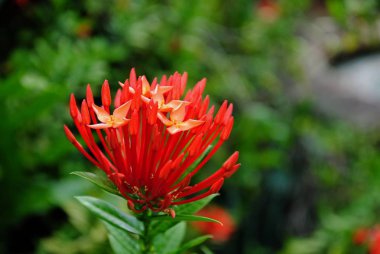 Kırmızı santan çiçekler içinde belgili tanımlık geçmiş bulanık yaprakları ile bir yığın