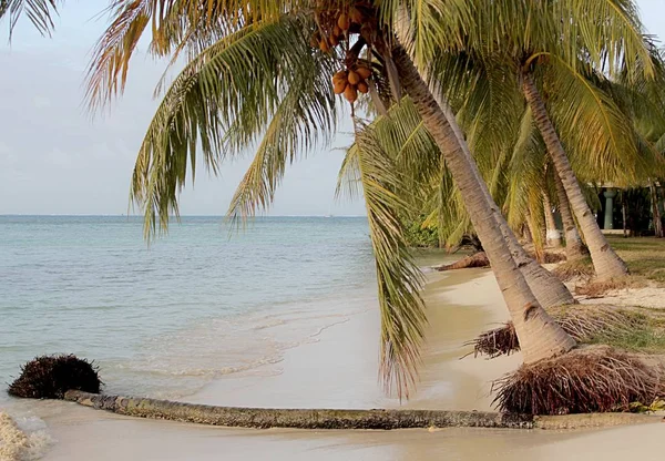 北马里亚纳群岛塞班岛微滩的一排椰子树和一棵倒下的椰子树 — 图库照片