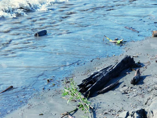 Şube ve ağaçlar twigs karaya Beach yumuşak dalgalar tarafından yıkanmış