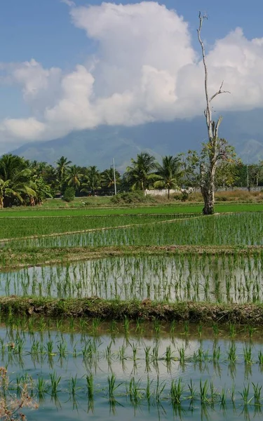 Портретный Вид Рисовых Полей Рядами Недавно Посаженных Стеблей Риса — стоковое фото