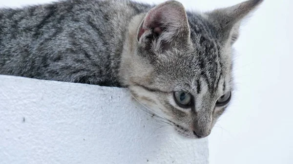 Крупный План Головки Кошки Выглядит Скучно Отдыхает Против Цементной Стены — стоковое фото