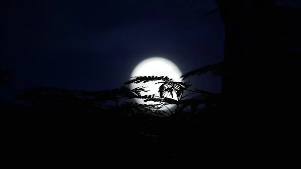 フォア グラウンドで葉のシルエットで 暗い背景に輝く満月 — ストック写真