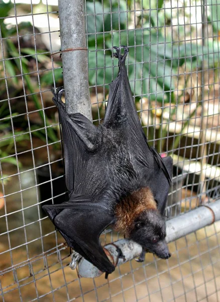 Morcego Frutas Pendura Cabeça Para Baixo Uma Gaiola Arame Com — Fotografia de Stock