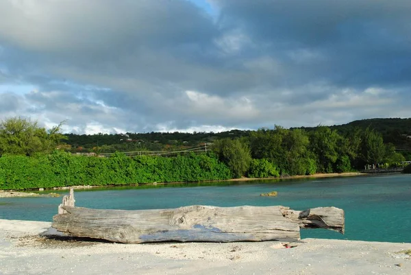 Tronco Liscio Caduto Funge Posto Molte Persone Molo Presso Base — Foto Stock