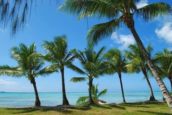 Rangée Cocotiers Long Une Plage Tropicale Dans Pacifique — Photo