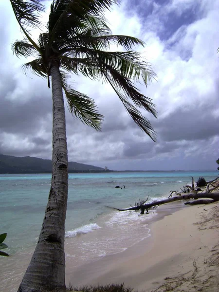 在海滩上狂风暴雨的早晨 椰子叶摇曳 — 图库照片