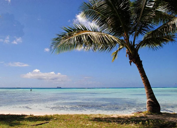 Самотній Кокосг Мікро Пляжі Saipan Надає Тіні Влаштовувати Пікніки — стокове фото
