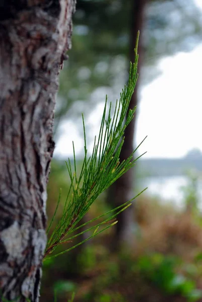 Une Tige Aiguilles Pin Avec Pin Flou Fond — Photo