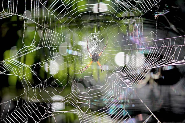 Una Delicada Tela Arañas Con Una Enorme Araña Centro — Foto de Stock